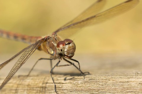 Common darter dragonfly (Sympetrum striolatum) adult insect on a wooden fence in the summer,