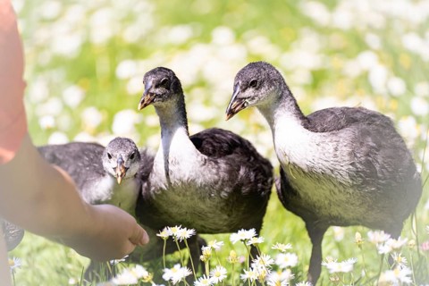 Eurasian Coot chicks (Fulica atra) three standing in a meadow, curiously looking at a child's hand,
