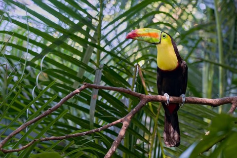Fishing toucan (Ramphastos sulfuratus) Costa Rica