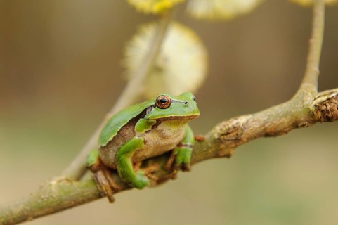 A green frog sits relaxed on a branch with blurred flowers in the background, European tree frog