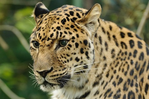 A leopard with mottled fur and a watchful expression in the wild, Amur leopard (Panthera pardus
