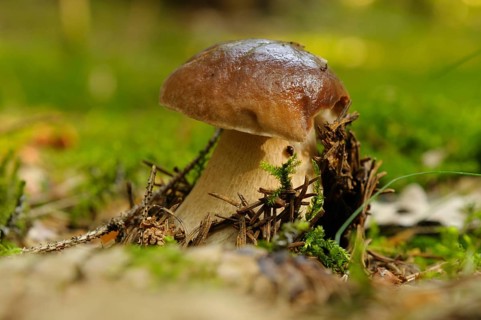 A single mushroom growing on a moss-covered forest floor, surrounded by branches, Boletus edulis,