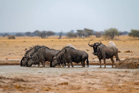 Blue wildebeest (Connochaetes taurinus), four wildebeest drinking at a waterhole, Nxai Pan National