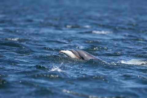 Common bottlenose dolphin (Tursiops truncatus) adult marine mammal eating a salmon fish on the