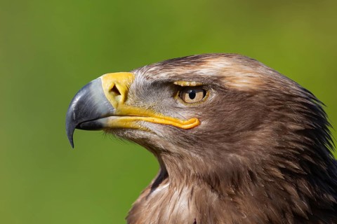 Steppe eagle (Aquila nipalensis) adult bird of prey head portrait, England, United Kingdom -