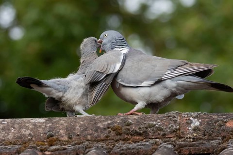 Wood pigeon (Columba palumbus) juvenile baby cobb bird being fed by an adult bird on an urban house