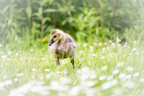 Canada goose chick (Branta canadensis) running through grass and daisies, looking for food,