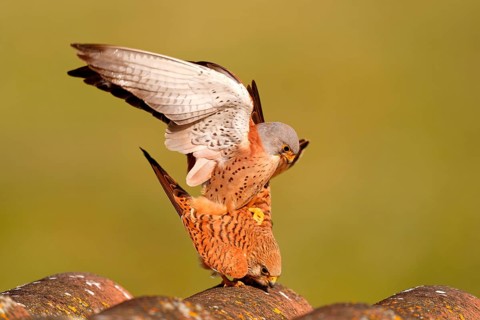 Pair of lesser kestrels (Falco naumanni), copula on the roof of an abandoned finca, Extremadura,
