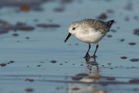 Sanderling (Calidris alba) adult wading bird in winter plumage feeding on a beach, Norfolk,