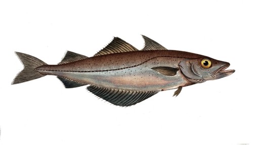 Fish, Fish, Family of cod, Gadus pollachius, the Pollac, the Pollack, Historical, digitally