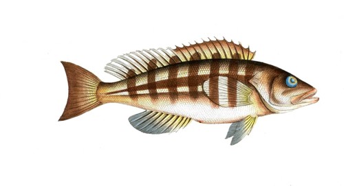 Fish, Fish, Genus grouper, Epinephelus striatus, Nassau grouper, Nassau Grouper, Historical,