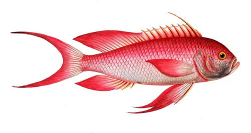 Fish, fish, genus of the bannerfish, Anthias sacer, the red grunt, Historical, digitally restored