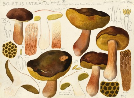 Mushroom, fungi, Boletus ustulatus, authentic reproduction of an illustration by Hans Walty