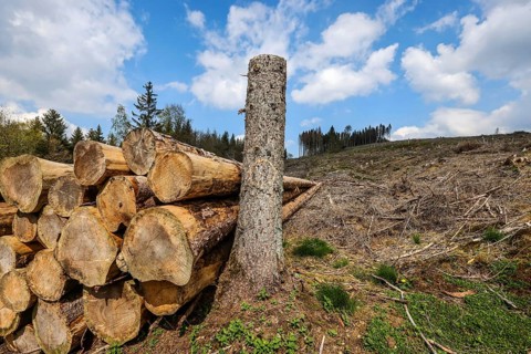 27.04.2022, Hilchenbach, North Rhine-Westphalia, Germany, Forest dieback in the Siegen-Wittgenstein