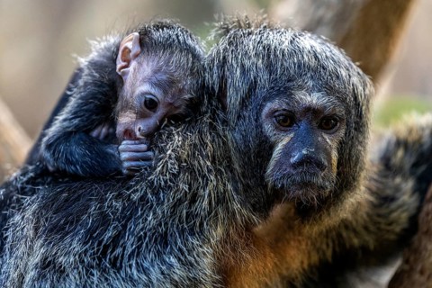 Monk monkey (Pithecia monachus), juvenile sitting on mother, captive, Baden-Württemberg, Germany,