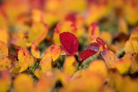 Leaves turning red-yellow in autumn, Arctic willow or Arctic willow (Salix arctica), near