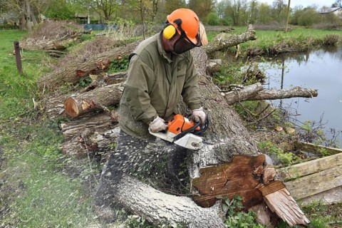 Felling trees with a chainsaw, Schleswig-Holstein, Germany, Europe