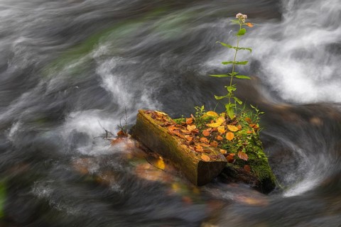 Flowing water with ferns and rocks in the Edmunds Gorge in autumn. River Kamnitz, Hrensko, Ustecky