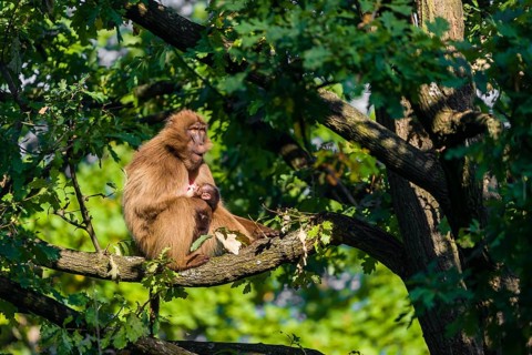 One female Gelada (Theropithecus gelada), or bleeding-heart monkey sits high up in a tree grooming