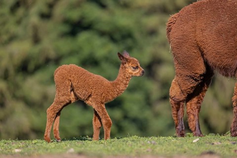 Brown female Alpaca (Vicugna pacos) with her newborn standing in green grass, with a green forest
