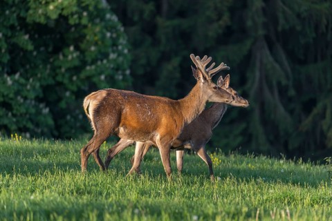 One male Altai maral, Altai wapiti or Altai elk (Cervus canadensis sibiricus) standing together