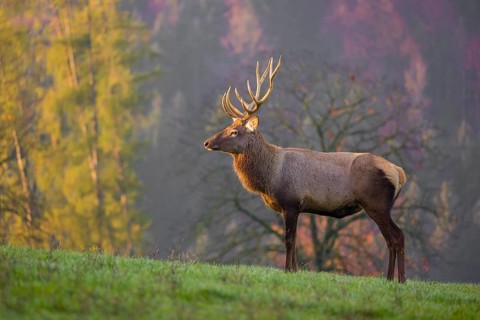 An Altai maral stag, Altai wapiti or Altai elk (Cervus canadensis sibiricus) stands on a meadow in