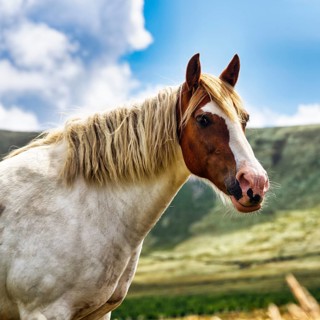 Tinker, Irish Cob, Gypsy Cob, Portrait, Iveragh Peninsula, County Kerry, Wild Atlantic Way,