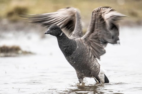 Brent goose (Branta bernicla), Amrum, Schleswig-Holstein, Germany, Europe