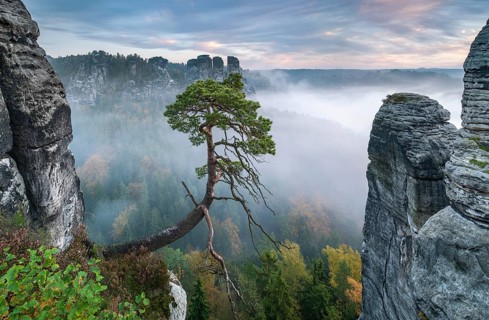 View at the Bastei bridge with morning mist in autumn, sandstone cliffs and crooked pine, Bastei