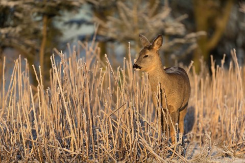 Roe deer standing in hoar frosted dead stinging nettle at minus 15 °C at sunrise. Licking off the