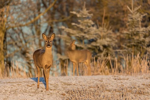 Roe deer on hoar frosted meadow at minus 15 °C at sunrise. Trees and dead stinging nettle in