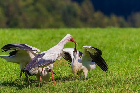 A white stork (Ciconia ciconia) family on a green meadow. One adult stork feeds a young