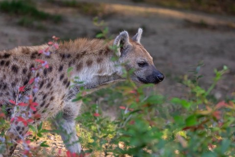 One young adult male spotted hyena (Crocuta crocuta), or laughing hyena standing behind some bushes
