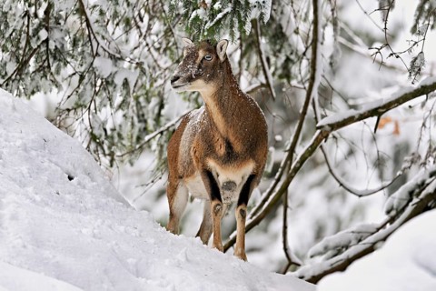 European mouflon (Ovis orientalis musimon), female, in a snowy winter landscape, captive,