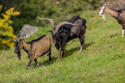 One male Tauernschecke goat, Capra aegagrus hircus, checks the readiness of a goat to mate