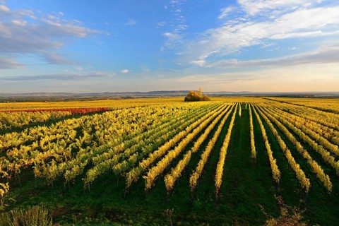 Vineyards on the Kreuzberg above the Main in the evening light, wine island near Volkach, Nordheim,