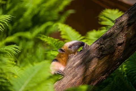 A southern tamandua (Tamandua tetradactyla), climbs up a tree in a forest