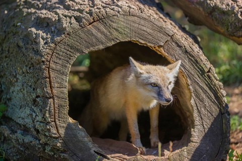 One corsac fox (Vulpes corsac) standing in a hollow log