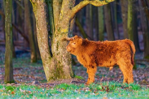 One Highland calf (Bos (primigenius) taurus) stands at a forest edge