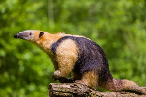 A southern tamandua (Tamandua tetradactyla), sits in a tree, watching the surrounding