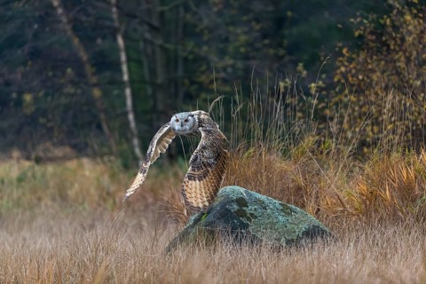 One Siberian Eagle Owl (Bubo bubo sibiricus) flying over tall reed grass lakeshore on an autumnal