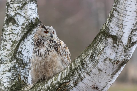 One Siberian Eagle Owl (Bubo bubo sibiricus) sitting on a branch of a birch tree