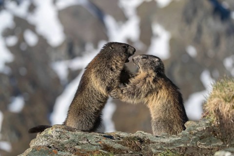 Two Alpine Marmots playfighting, Marmota marmota, with distant snowy mountains in the background.