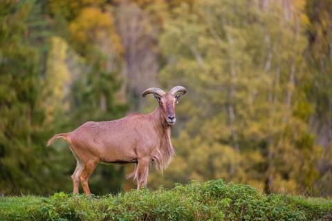 One Barbary sheep (Ammotragus lervia) stands on green hilly ground. A forest is in the background