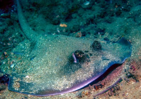 Kuhl's Kuhl's stingray (Neotrygon kuhlii) Stingray lies camouflaged with sand on sandy seabed in