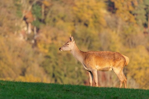 A red deer hind (Cervus elaphus) urinates on a meadow in the beautiful morning light. A forest with