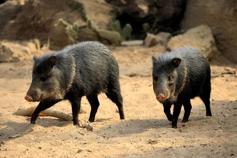 Collared peccary (Peccari angulatus), adult, running, pair, two, foraging, South America