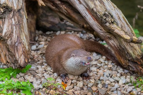 One Eurasian otter (Lutra lutra) resting on the pebbles of a river bank between a log and some