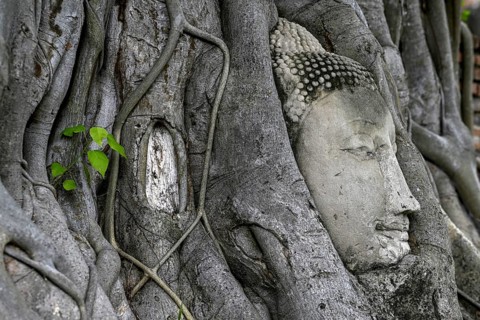 Sandstone Buddha head at the foot of a Bodhi tree in Wat Mahathat, Temple of the Great and Holy