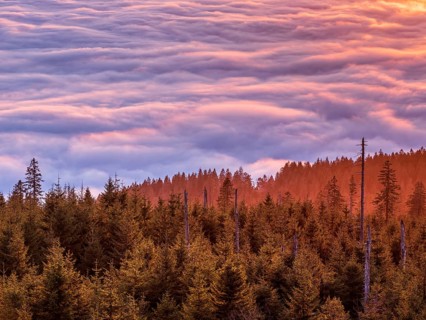 View from the summit of the Dreisesselberg (1333m) over forest and sea of fog at sunset, inversion